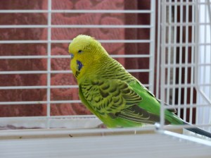 Our Wee Jimmy 2014 (K)