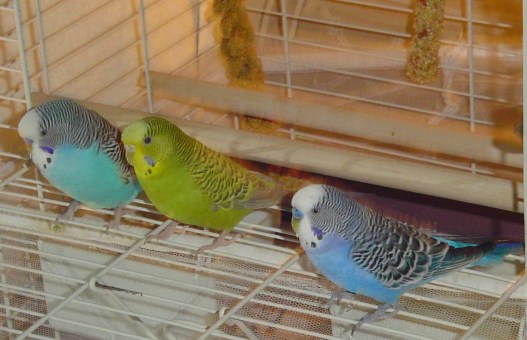 Jonny, Jellybean &amp; Buddy